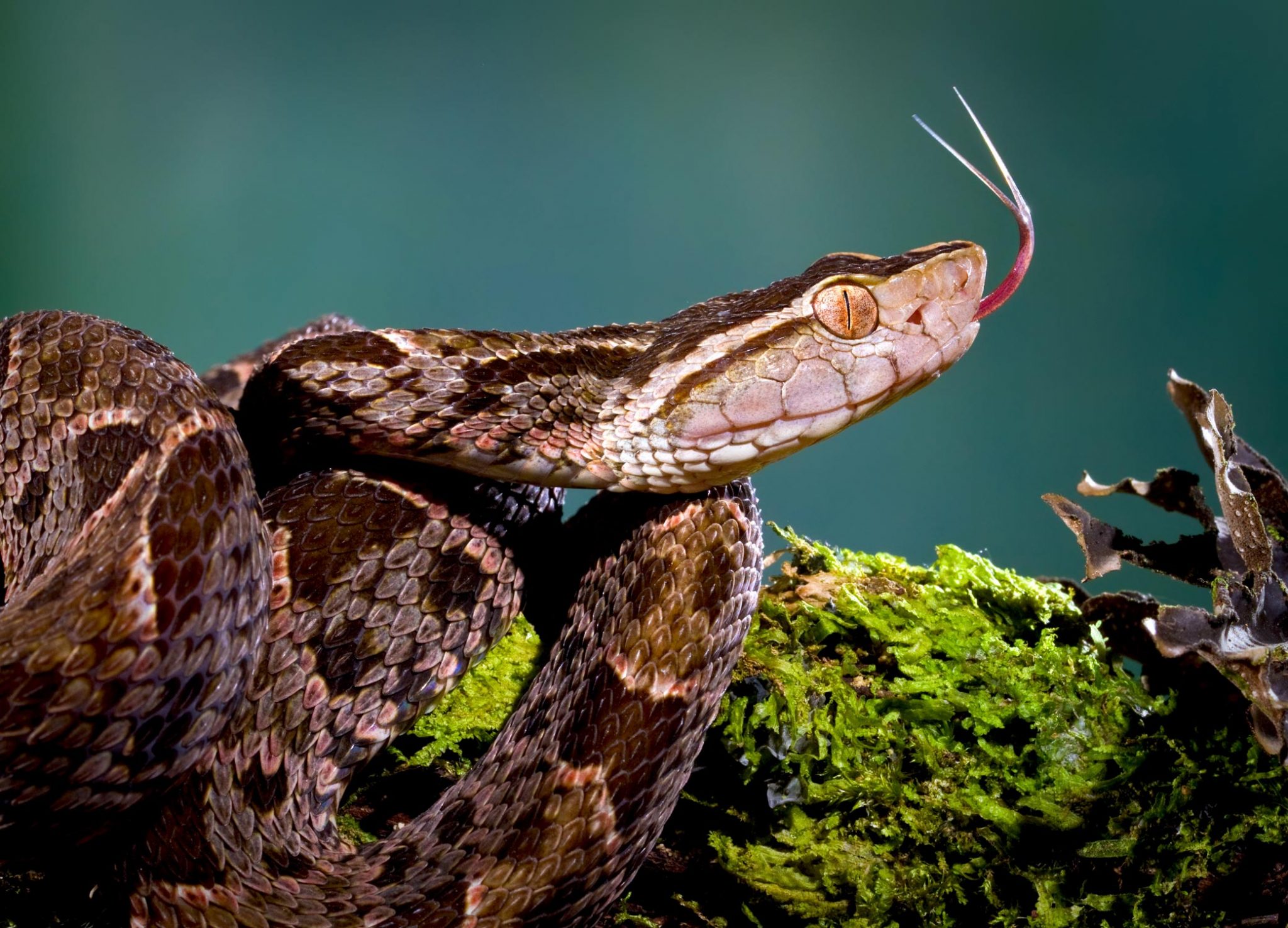 Top 15 Deadliest Snakes In The World Top Best Things