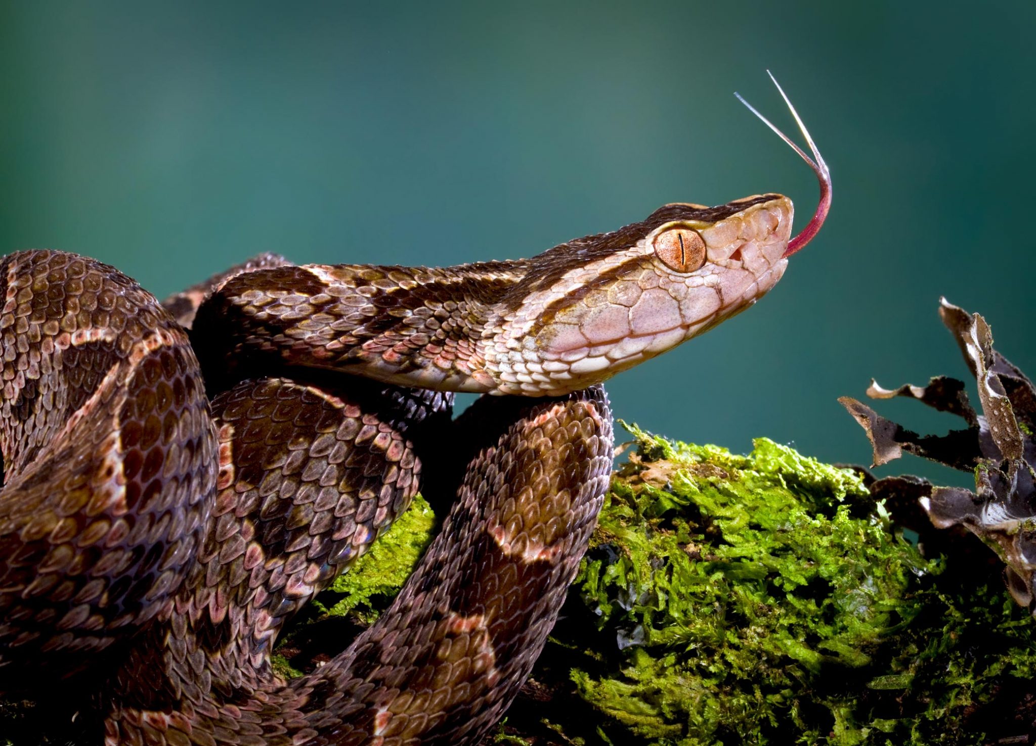 top 5 most deadliest snakes in the world